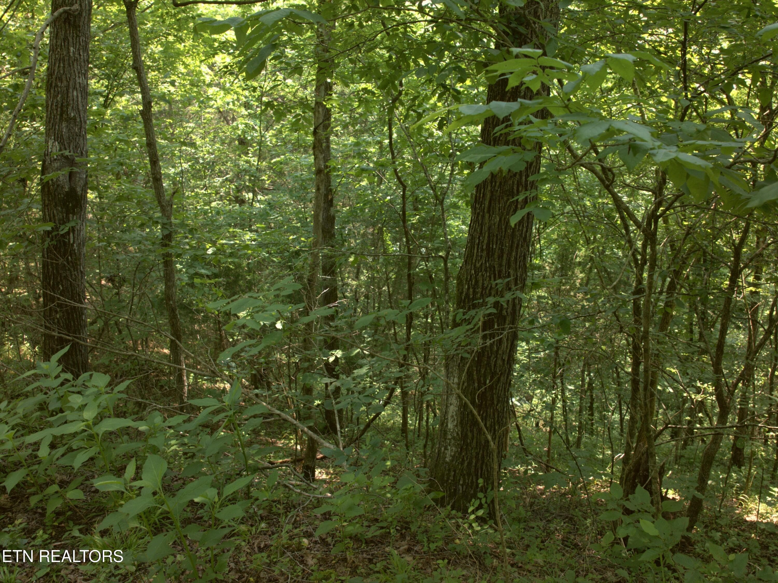 20_Open_woods_2 - Lot 4 & 7 Weber Lane Lane, Celina, TN 38551