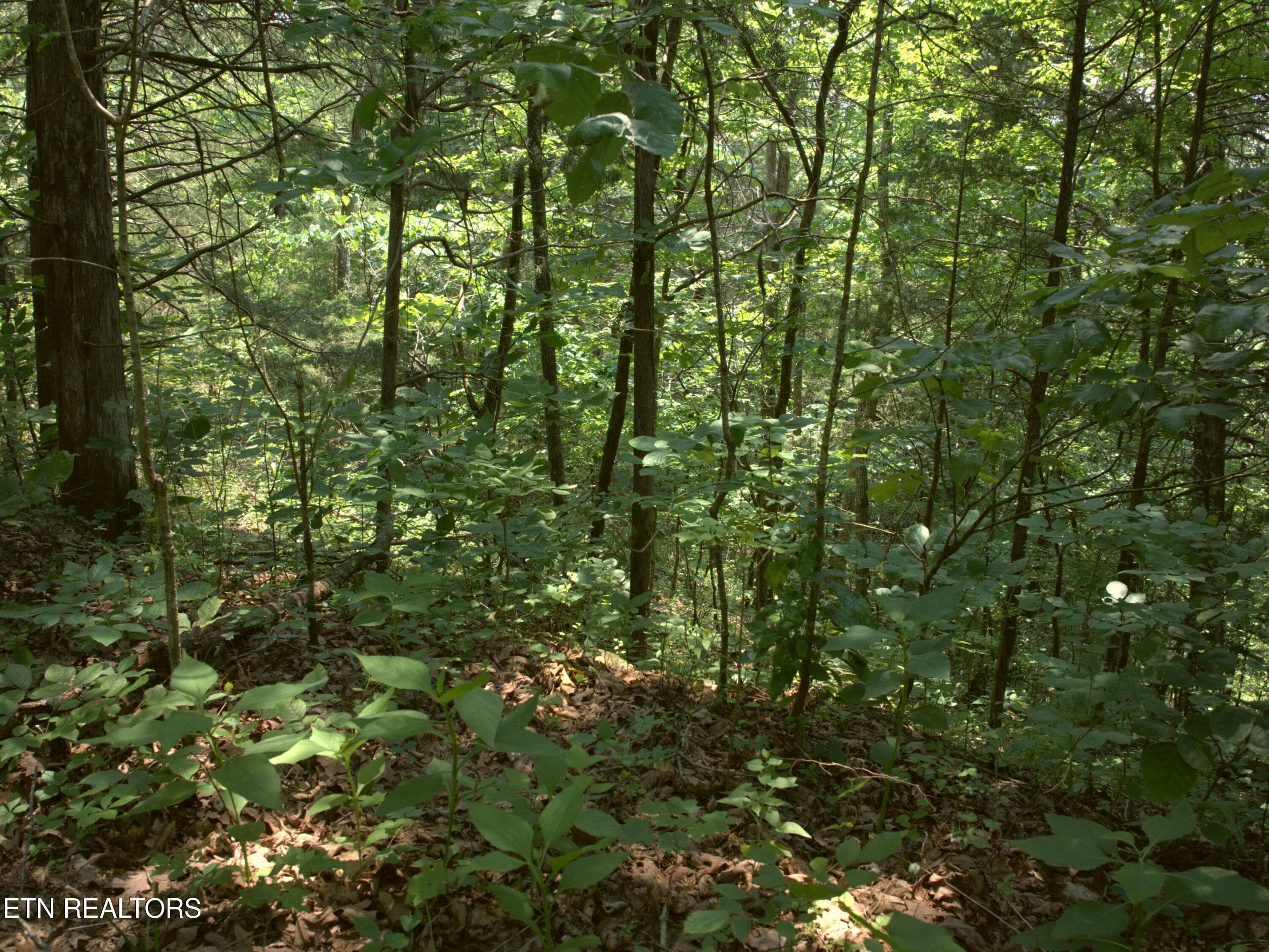 21_Woods_and_understory - Lot 4 & 7 Weber Lane Lane, Celina, TN 38551