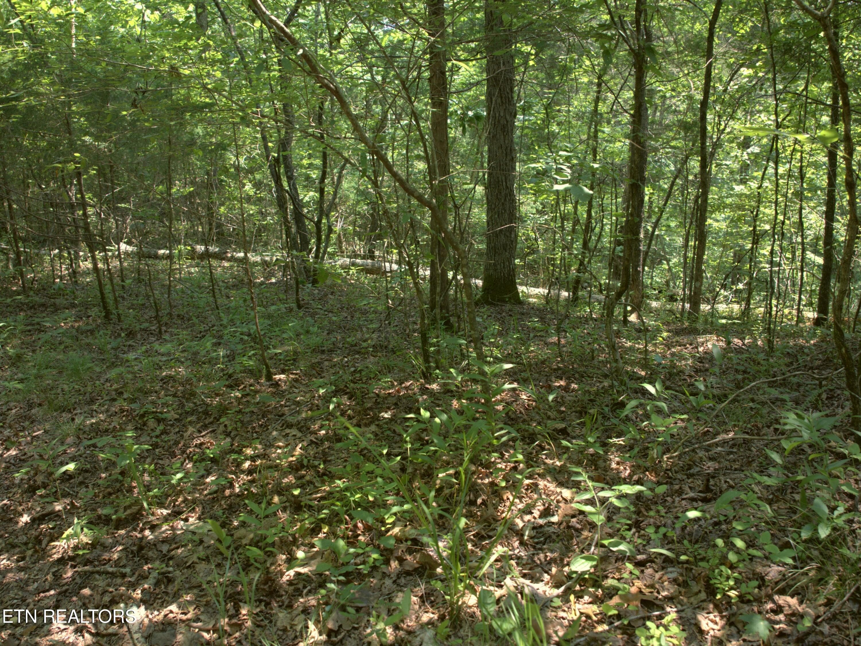 22_Woods_trail_2 - Lot 4 & 7 Weber Lane Lane, Celina, TN 38551