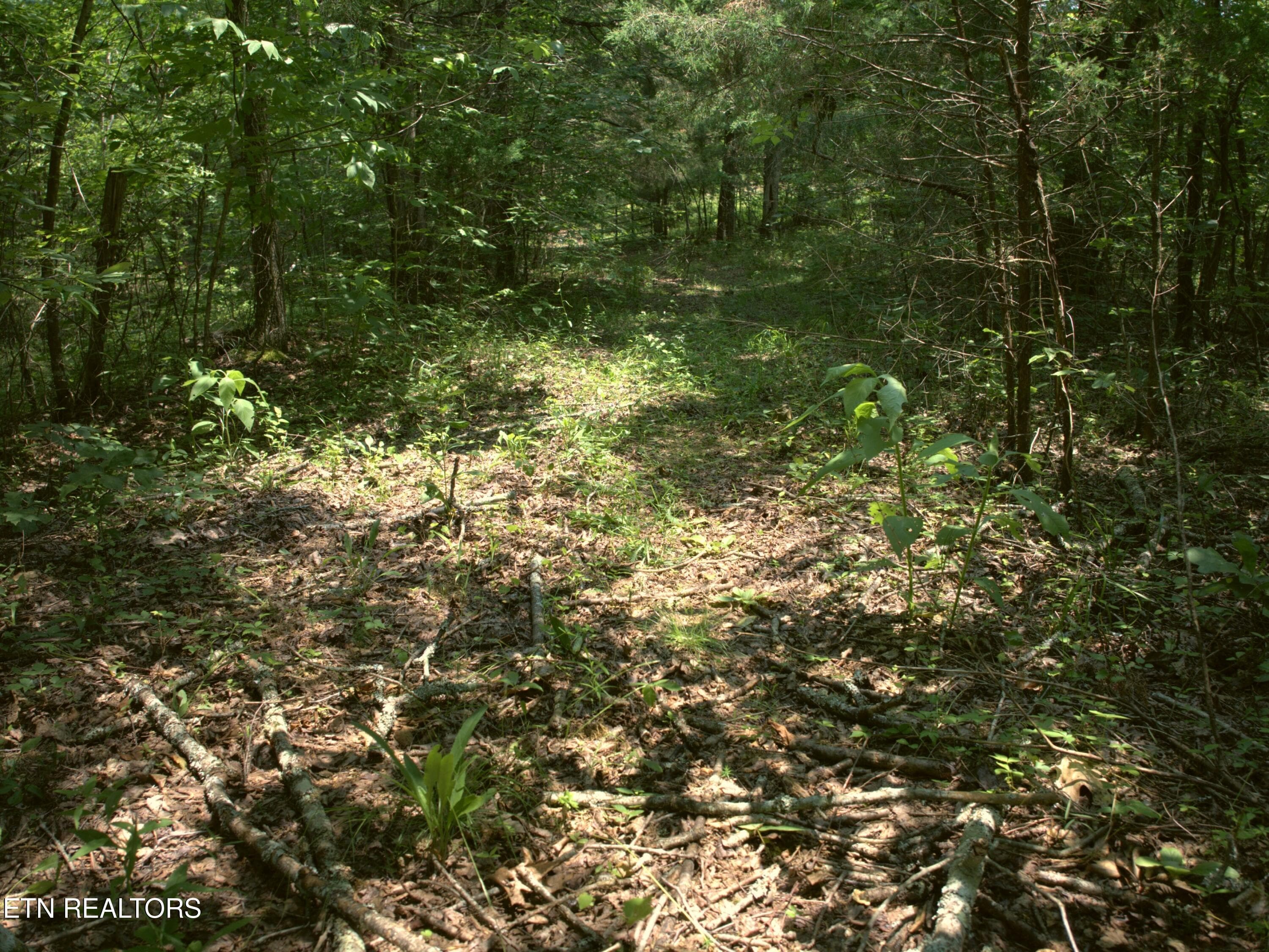 23_Interior_woods_3 - Lot 4 & 7 Weber Lane Lane, Celina, TN 38551