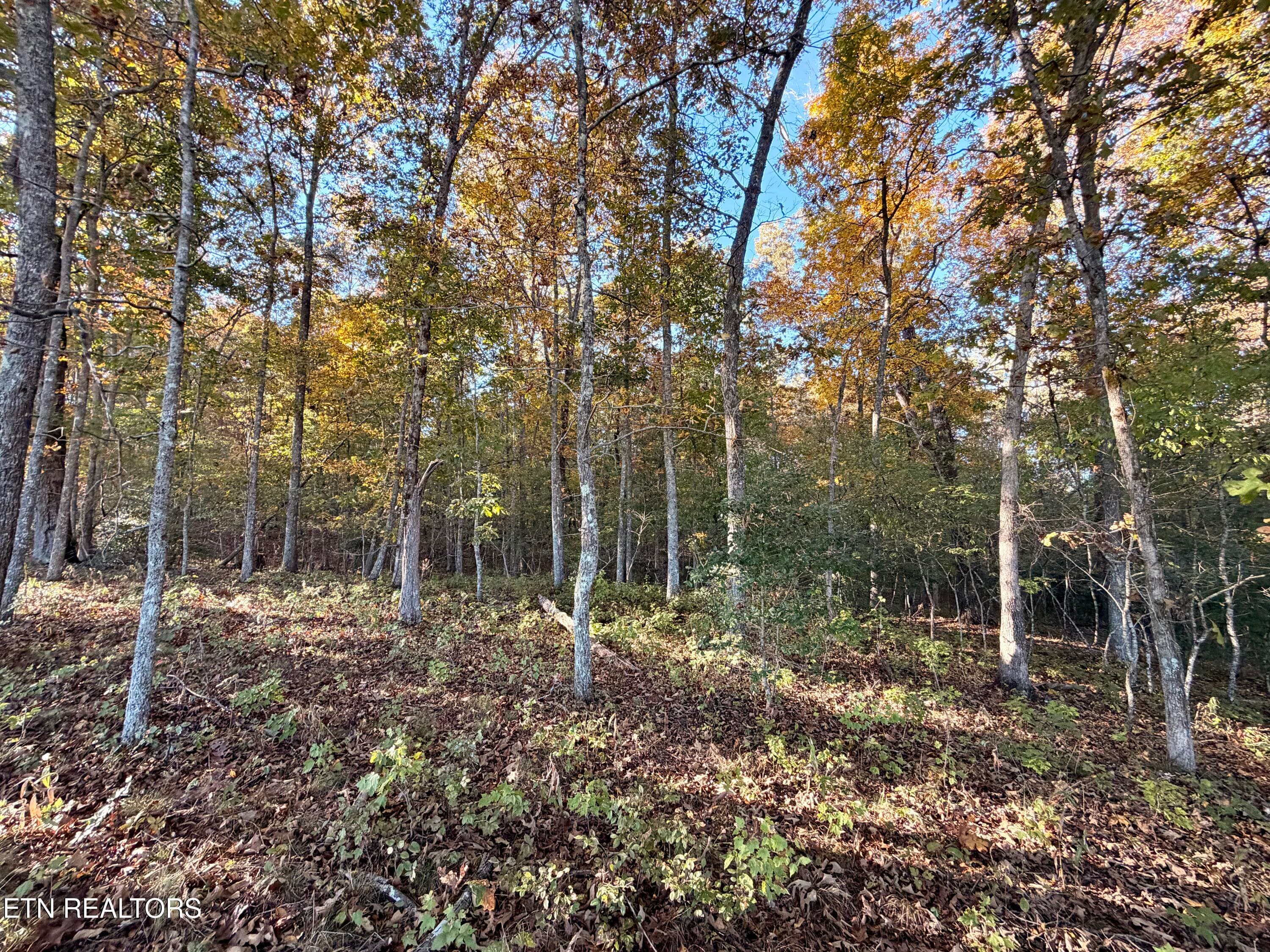 IMG_5994 - Poke Patch Rd, Crossville, TN 38572