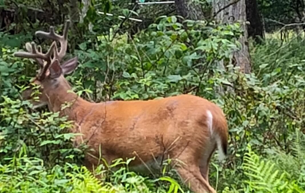 wild life - 43 Underwood Lane, Lake Ariel, PA 18436, Lake Ariel