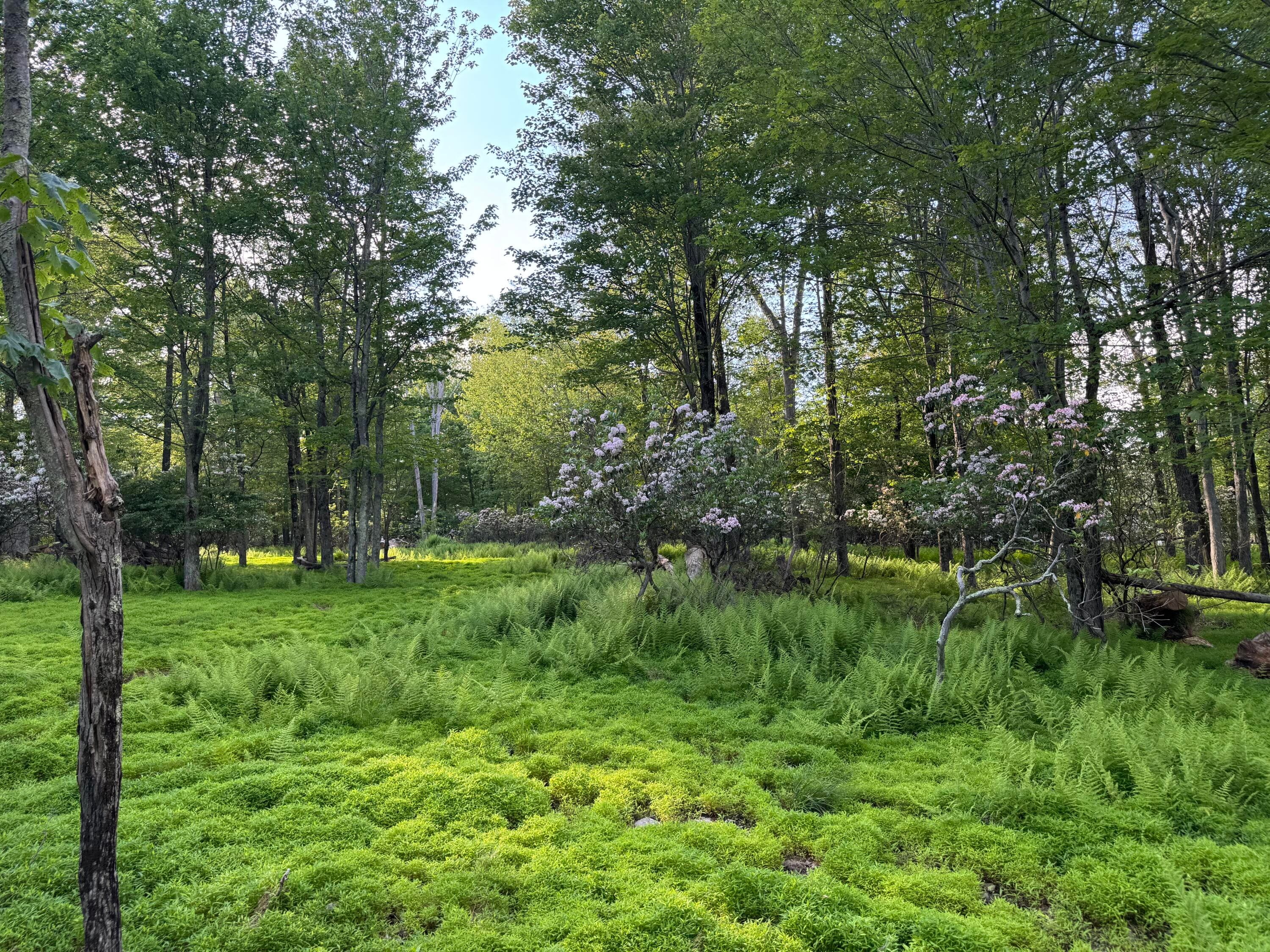 IMG_8001 - Lot 10 Twilight Dr Drive, Cresco, PA 18326, Cresco