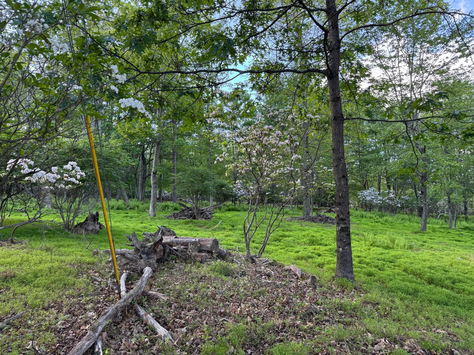 IMG_8002 - Lot 10 Twilight Dr Drive, Cresco, PA 18326