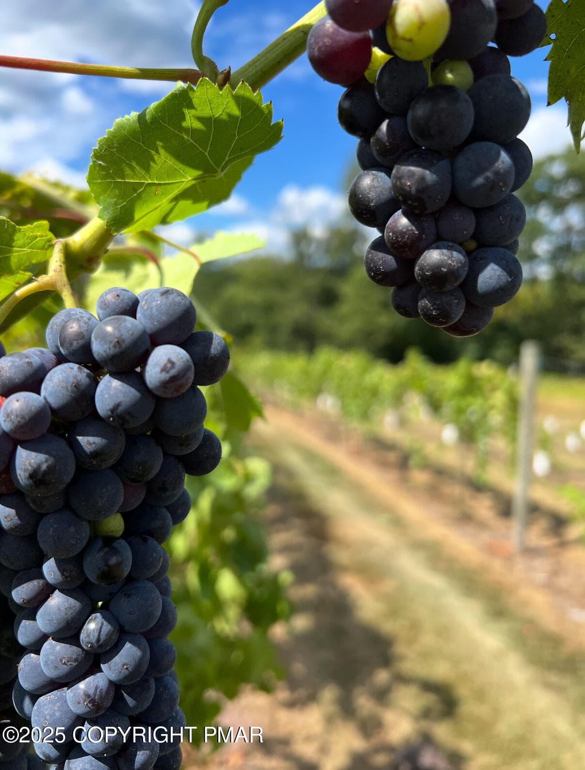Vineyard - 1212 Burger Hollow Road, Effort, PA 18330, Effort
