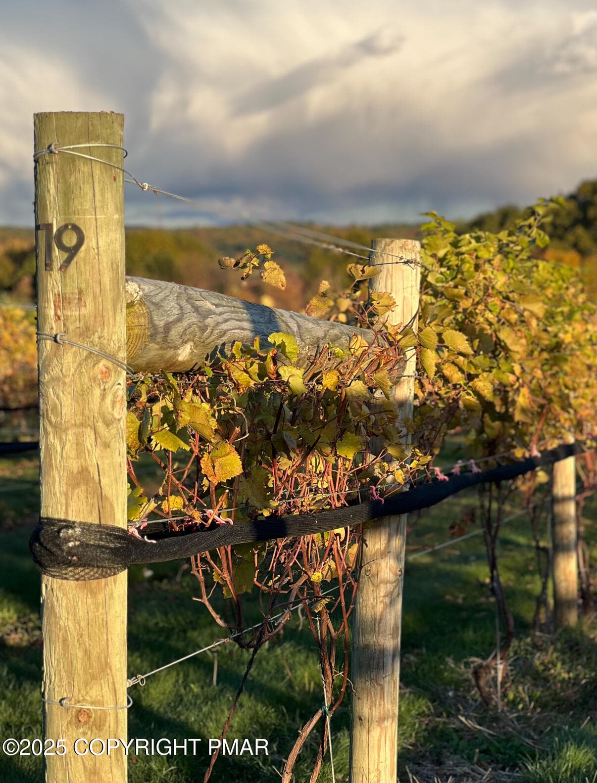 Vineyard - 1212 Burger Hollow Road, Effort, PA 18330, Effort