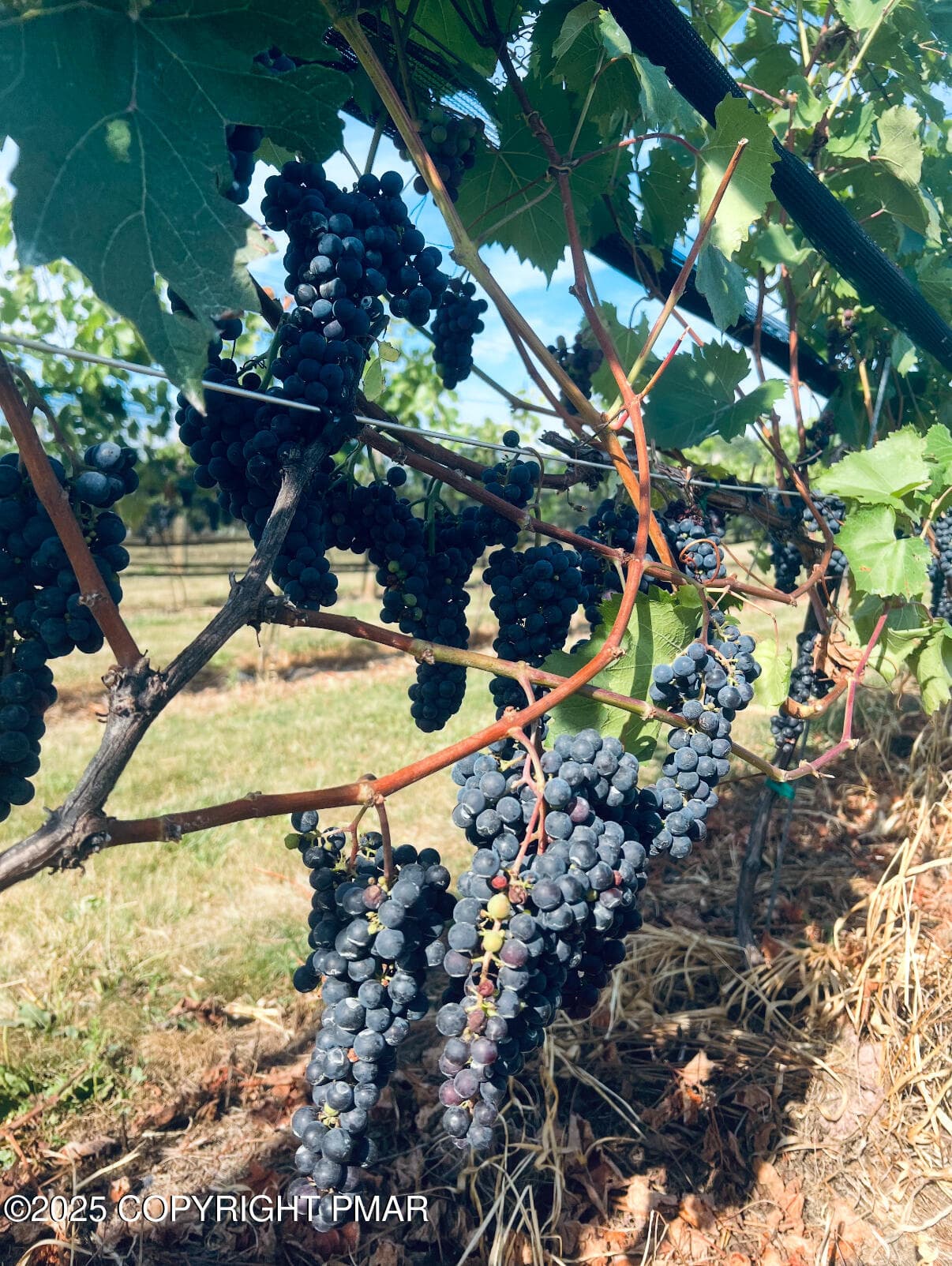 Vineyard - 1212 Burger Hollow Road, Effort, PA 18330, Effort