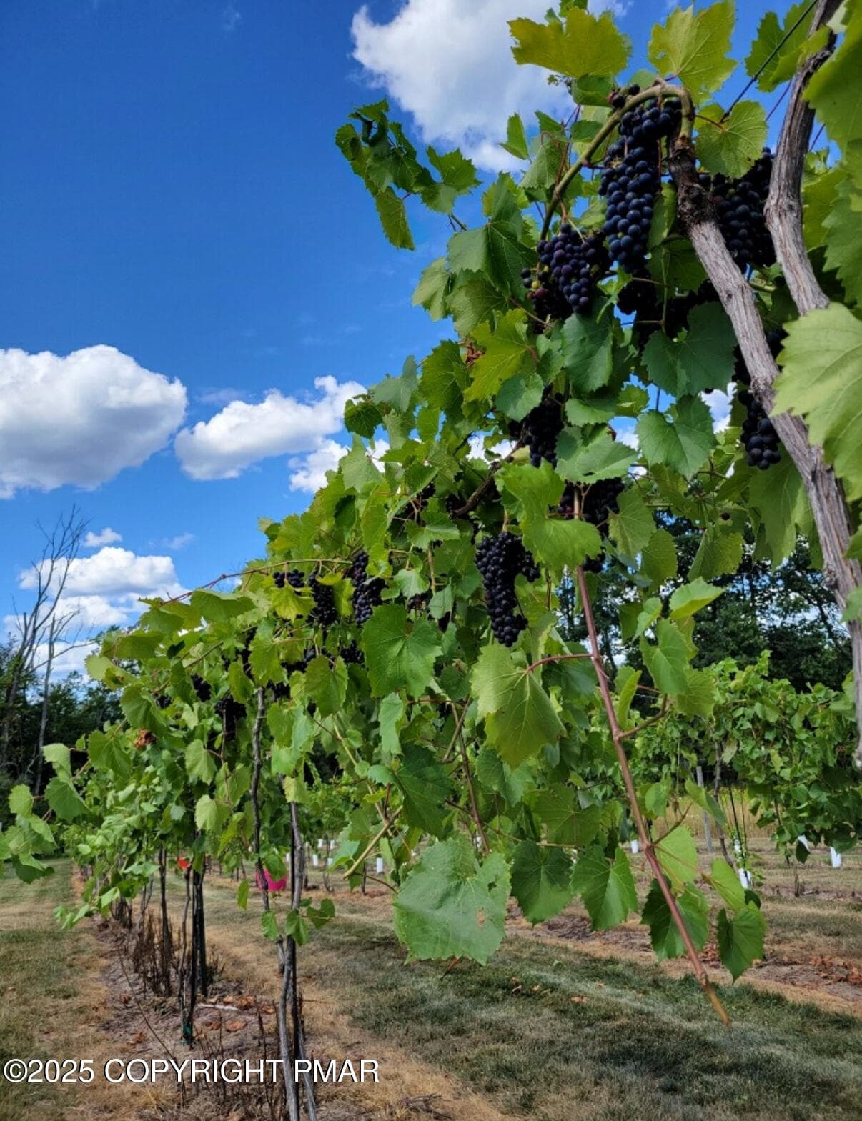 Vineyard - 1212 Burger Hollow Road, Effort, PA 18330, Effort