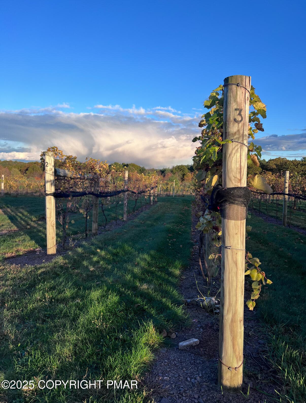 Vineyard - 1212 Burger Hollow Road, Effort, PA 18330, Effort