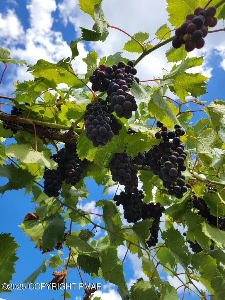 Vineyard - 1212 Burger Hollow Road, Effort, PA 18330, Effort