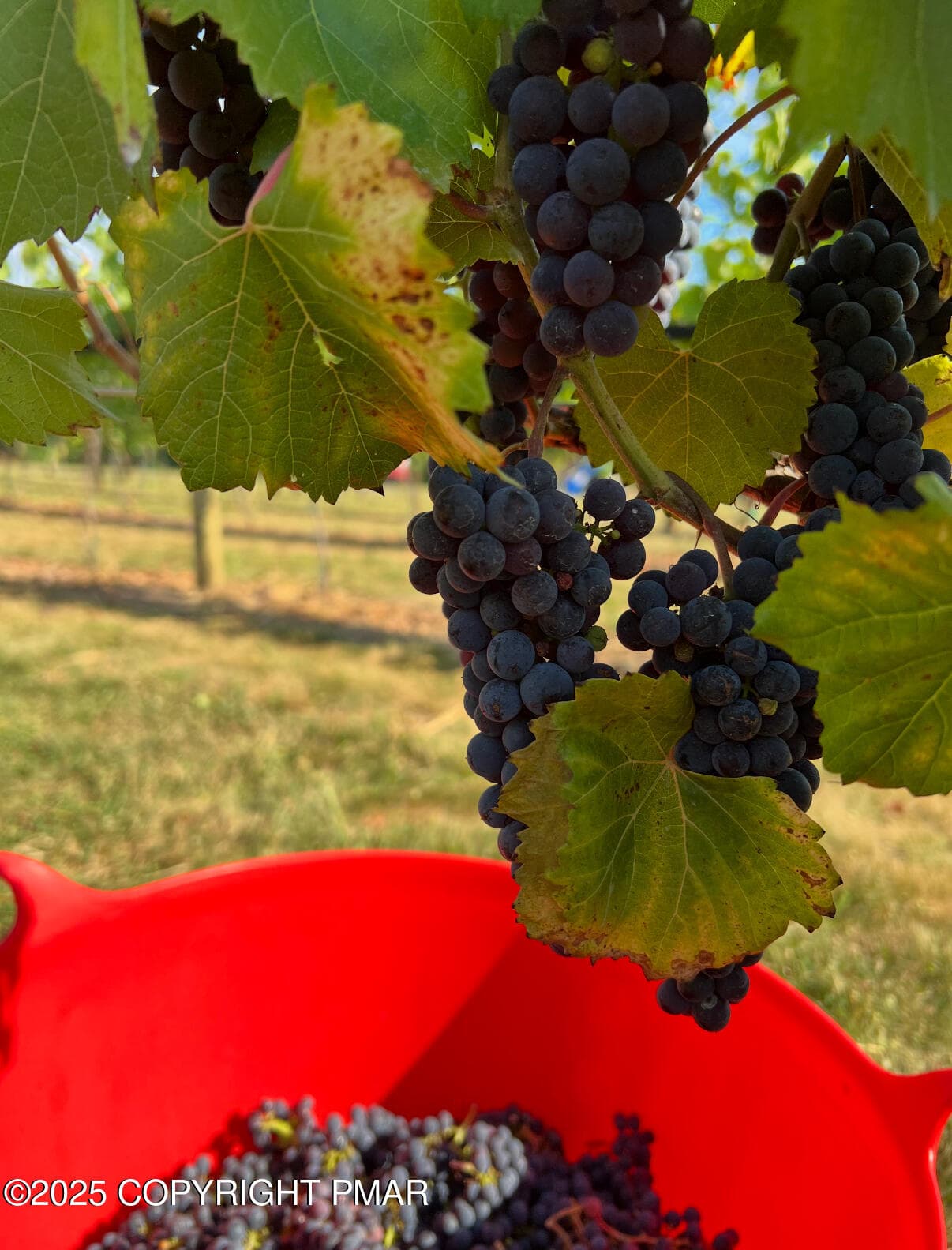 Vineyard - 1212 Burger Hollow Road, Effort, PA 18330, Effort