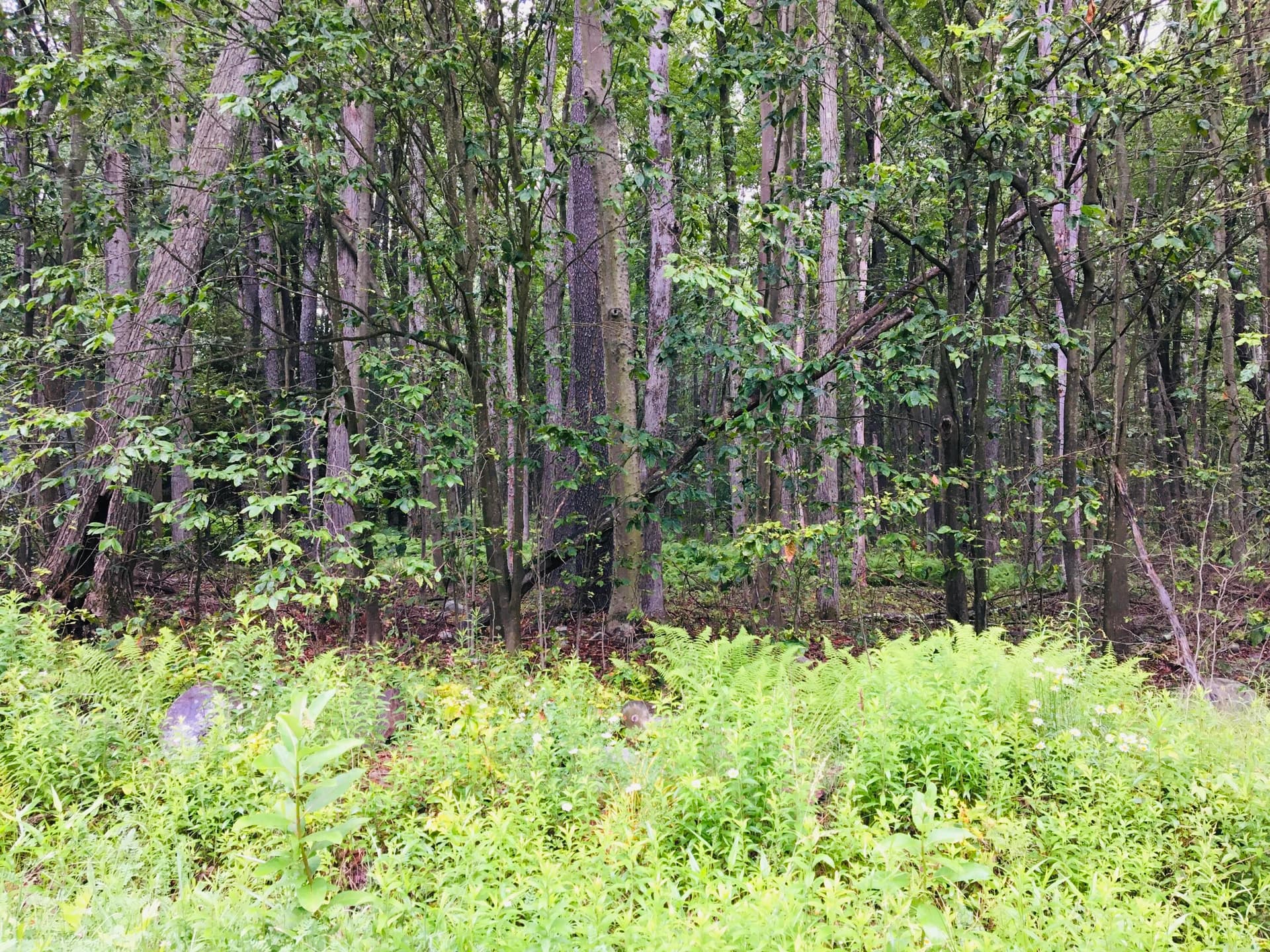 IMG_1372 - 40 Gross Drive, Pocono Pines, PA 18350