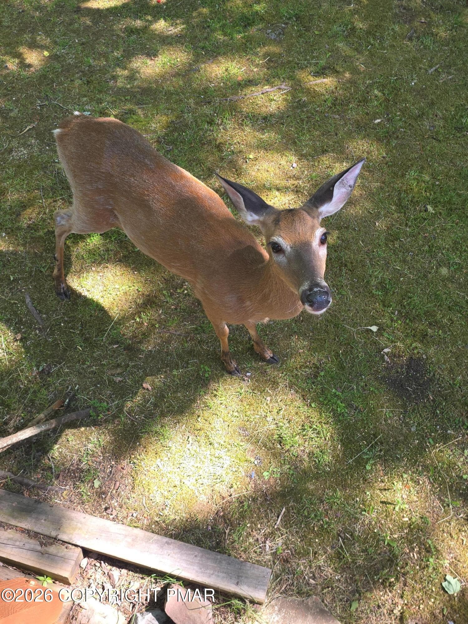 Bambi - 8232 Sunset Drive, Tobyhanna, PA 18466, Tobyhanna