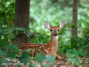 Riverside Ln 109, Pocono Lake, PA 18347