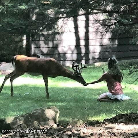 Deer Kisses - 101 Tennyson Circle, Albrightsville, PA 18210, Albrightsville