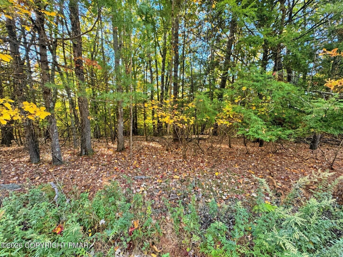 Autumn Woodland Edge in Dappled Light - Turkey Ridge Road, Kunkletown, PA 18058