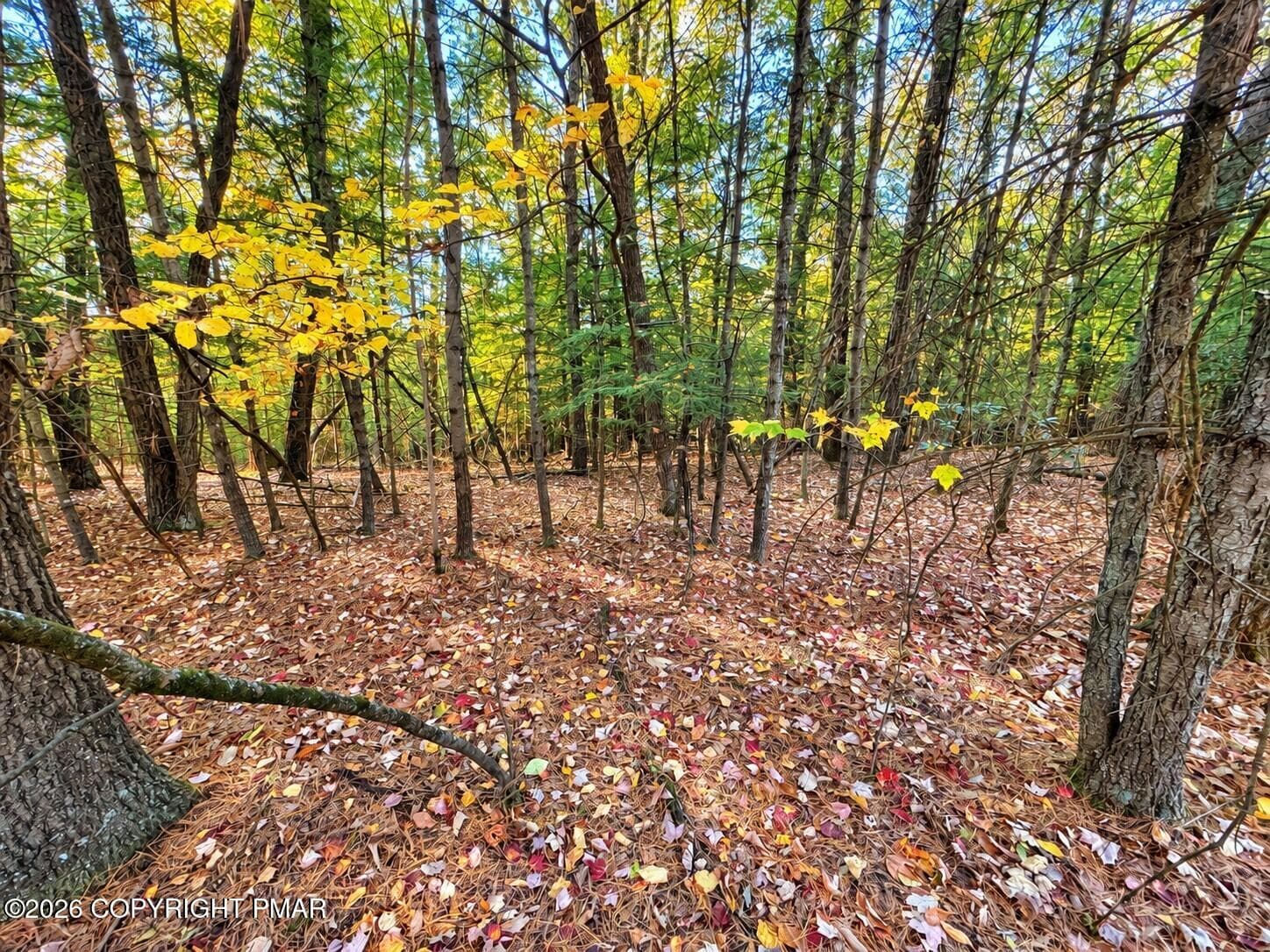 Sunlit Autumn Woodland Floor - Turkey Ridge Road, Kunkletown, PA 18058