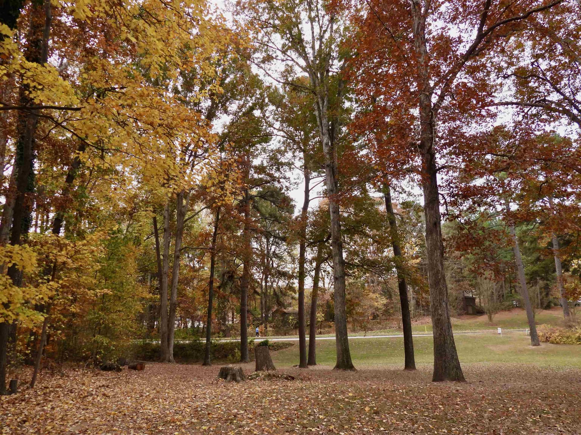 Photo 38 - 3007 Old Raleigh Road, Apex, NC 27502