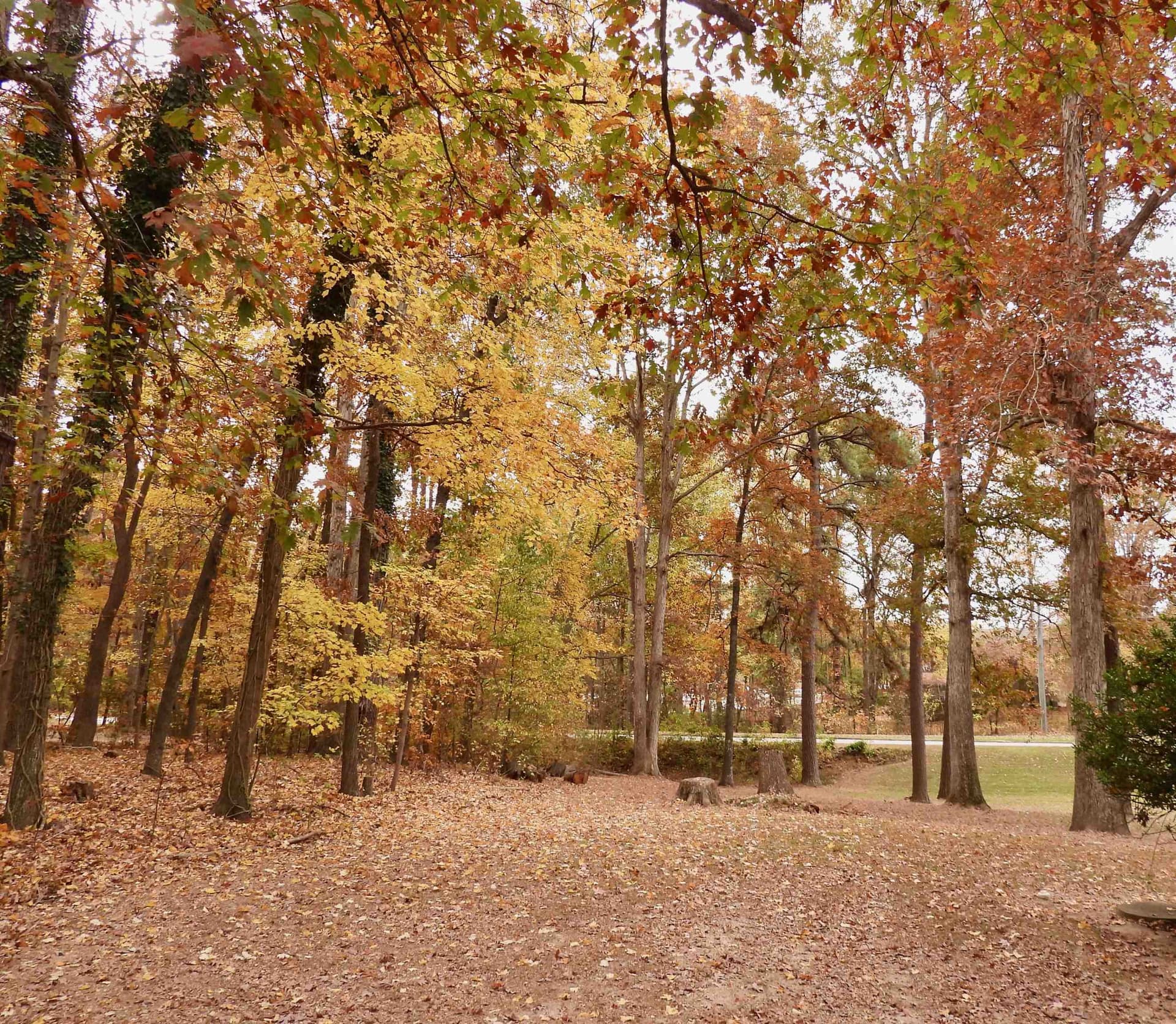 Photo 39 - 3007 Old Raleigh Road, Apex, NC 27502