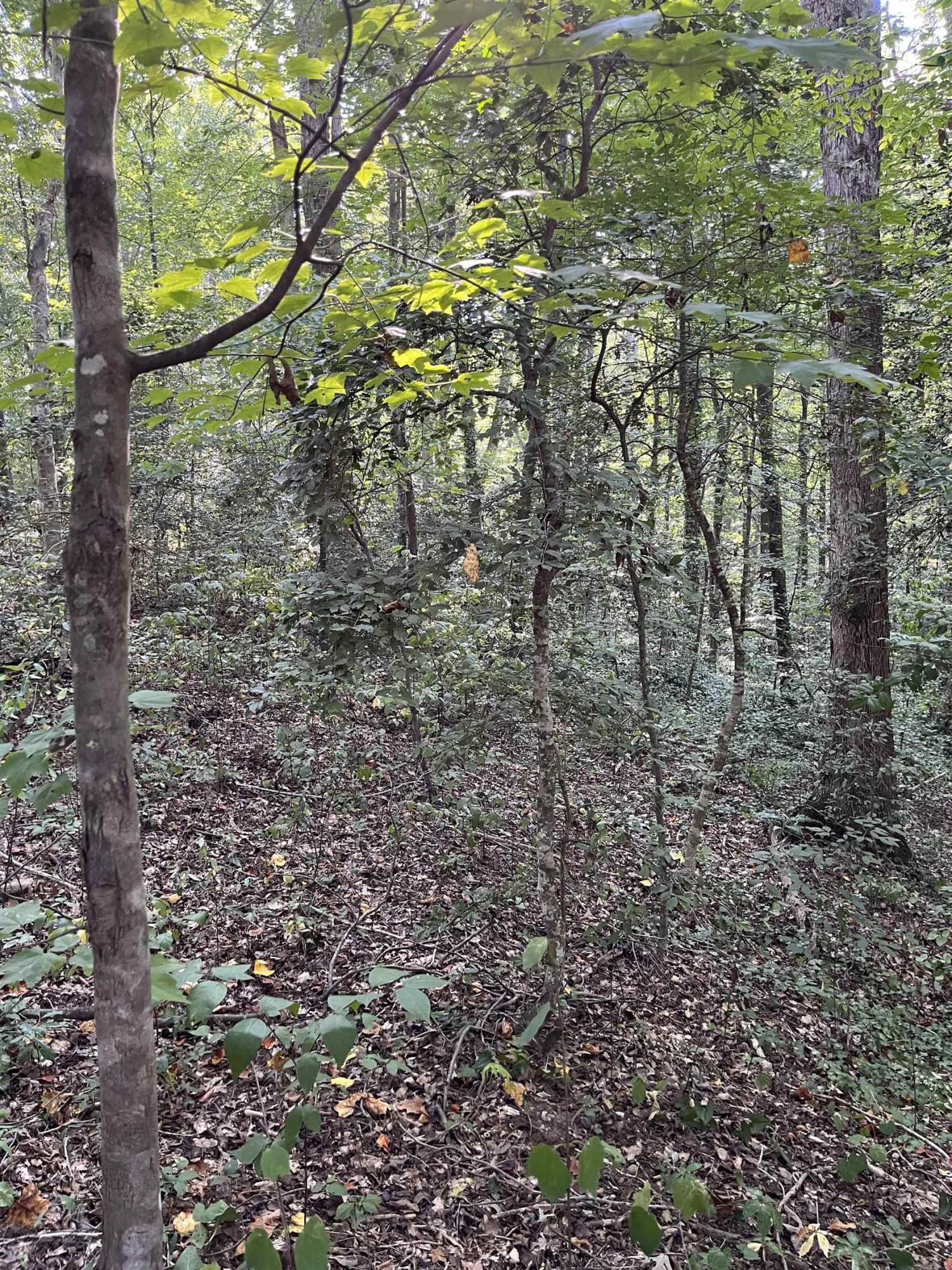 Photo 19 - Tbd Country Canyon Drive, Rockingham, NC 28379