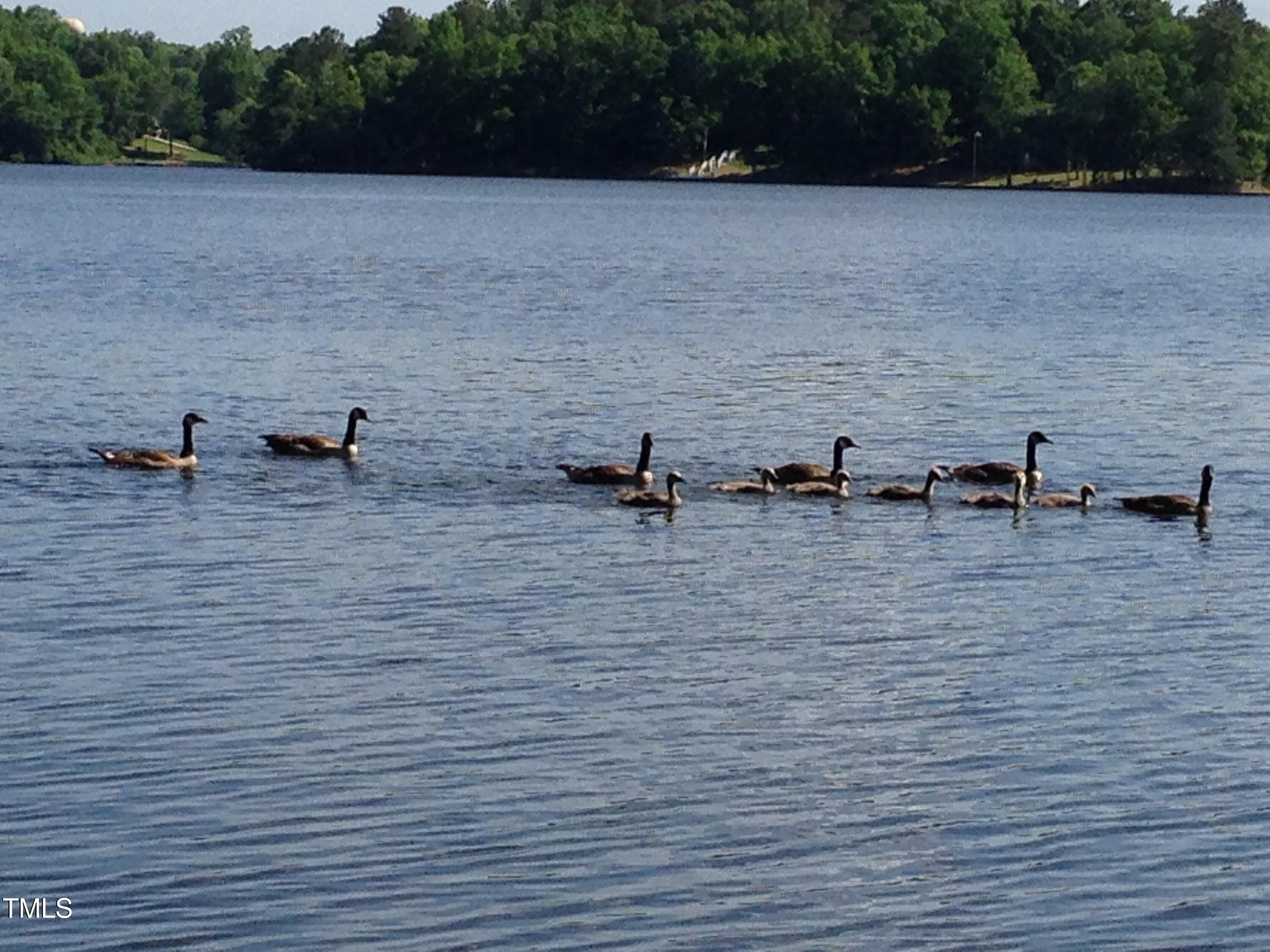 Ducks in Lake - 148 Buckaroo Drive, Louisburg, NC 27549, Louisburg