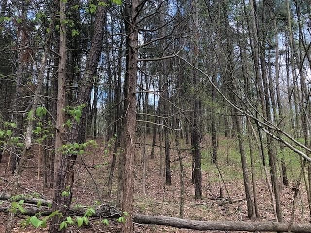Mixture of Pine & Deciduous Trees - 7690 Wake Forest Highway, Durham, NC 27703, Durham