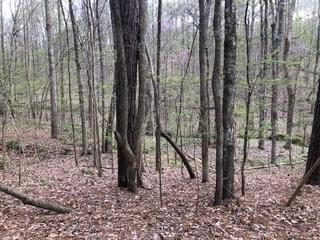 The property slopes down - 7690 Wake Forest Highway, Durham, NC 27703, Durham
