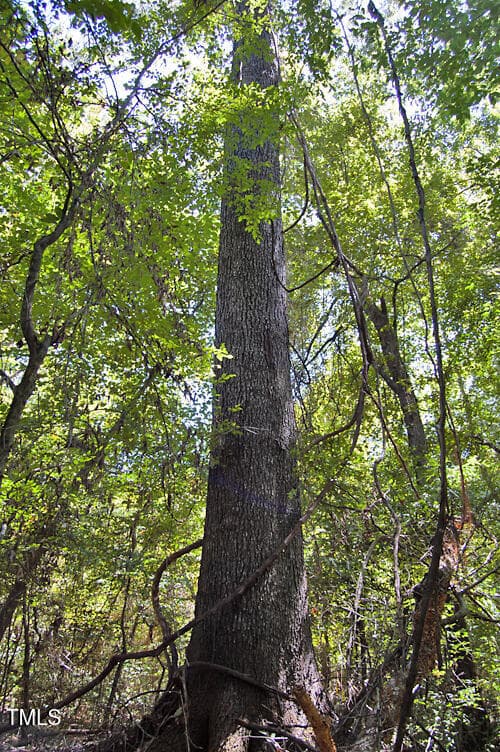 DSC_0758 - 0 Nc Highway 33, Tarboro, NC 27886