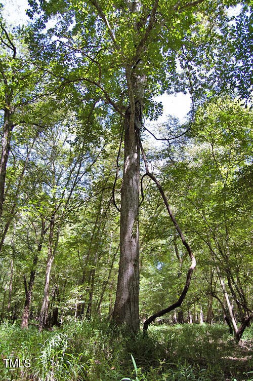 DSC_0762 - 0 Nc Highway 33, Tarboro, NC 27886