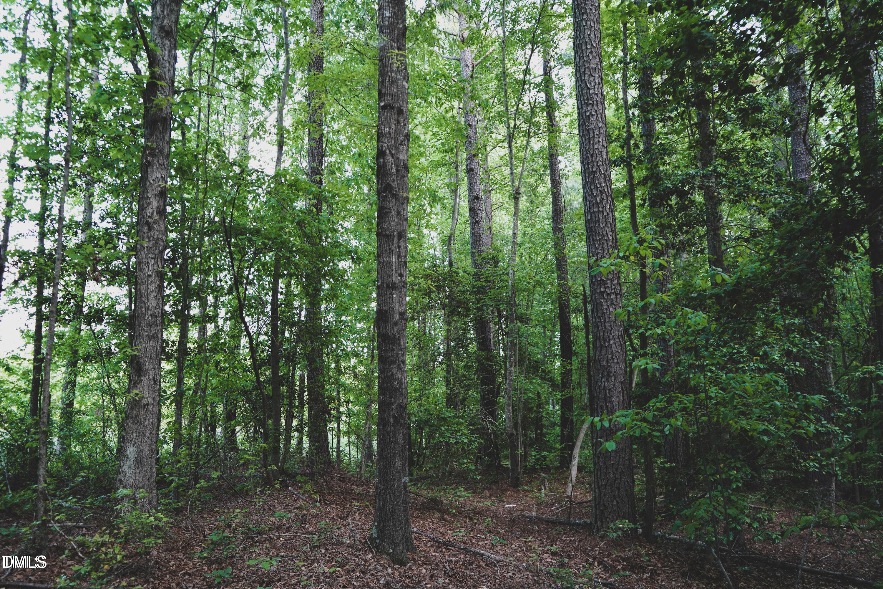 trees1 - Lot 3 Arthur Wilder Road, Spring Hope, NC 27882, Spring Hope