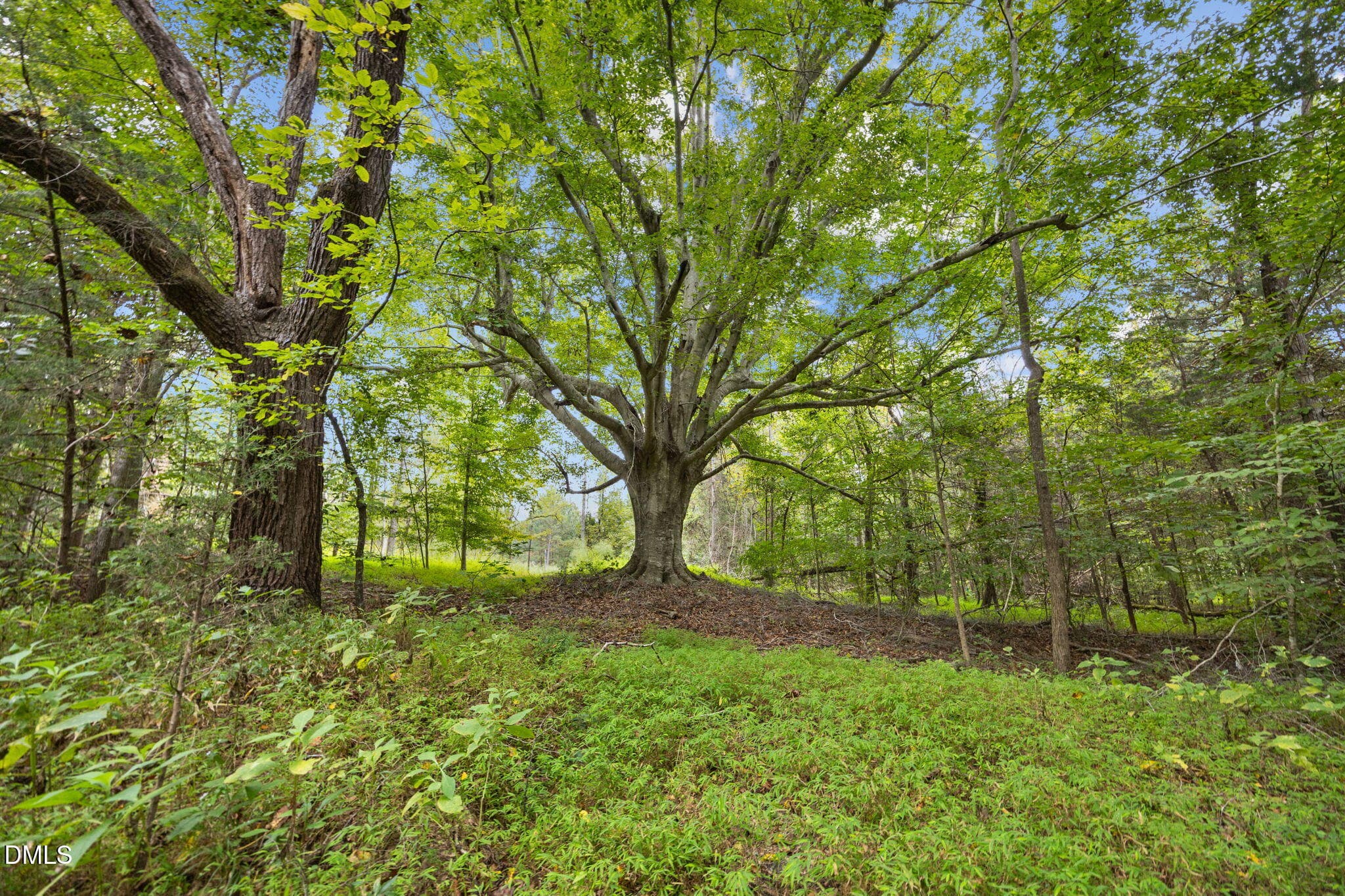 Historic Tree - Lot D Wolf Tree Way, Efland, NC 27243