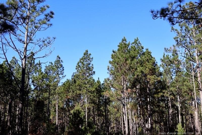 Photo 5 - Stuarts Mill Road, Fairmont, NC 28340, Fairmont