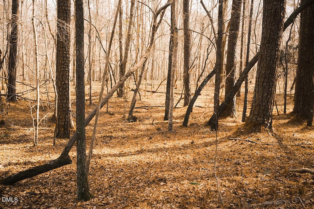 DSCF8716 - 000 Ferguson Road, Chapel Hill, NC 27516, Chapel Hill