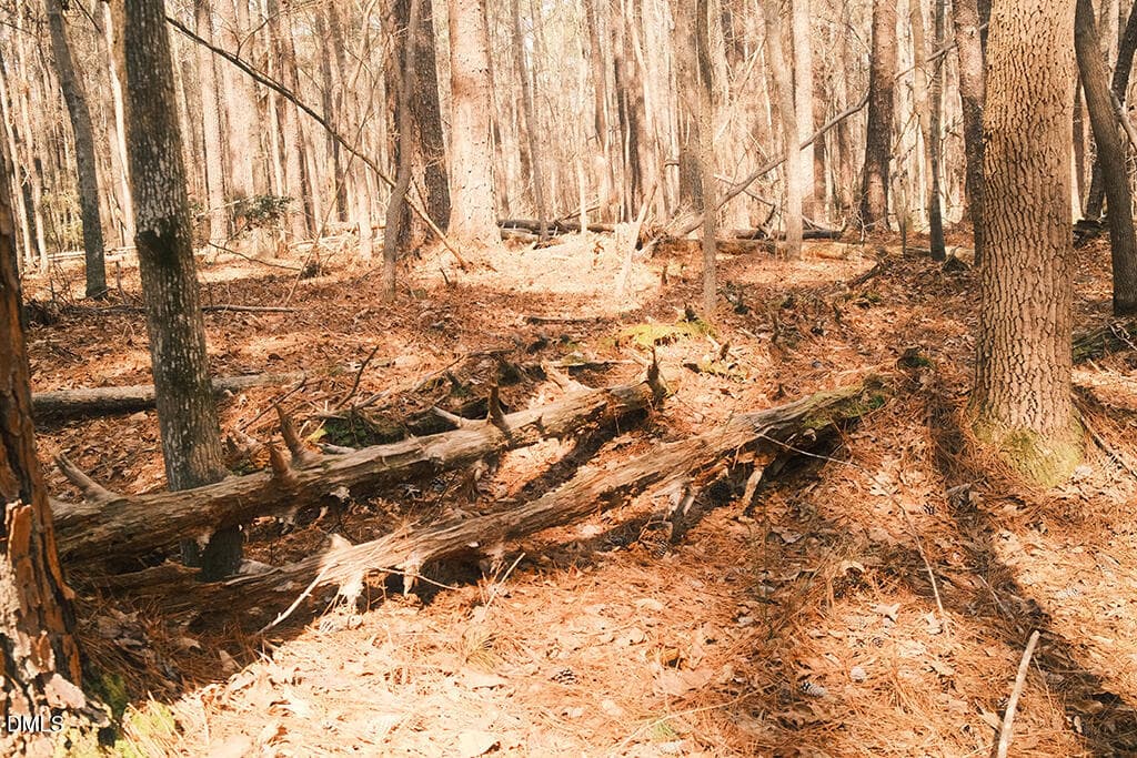 DSCF8719 - 000 Ferguson Road, Chapel Hill, NC 27516, Chapel Hill