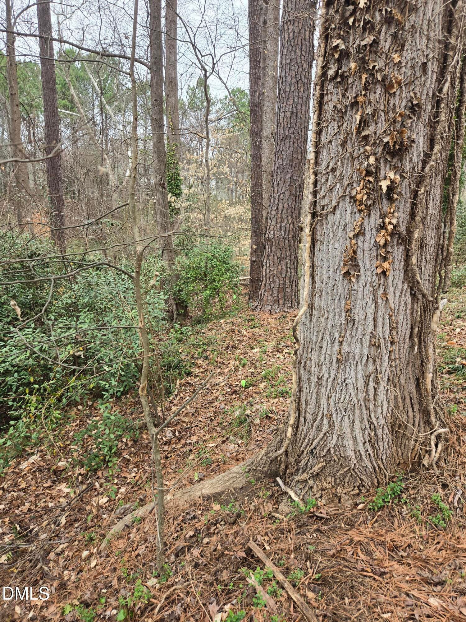 image_16 - 0 Johnson Street, Chapel Hill, NC 27516, Chapel Hill