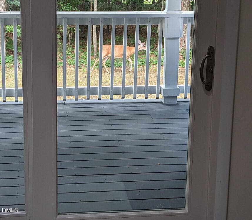Deer by deck - 702 Hillandale Lane, Garner, NC 27529