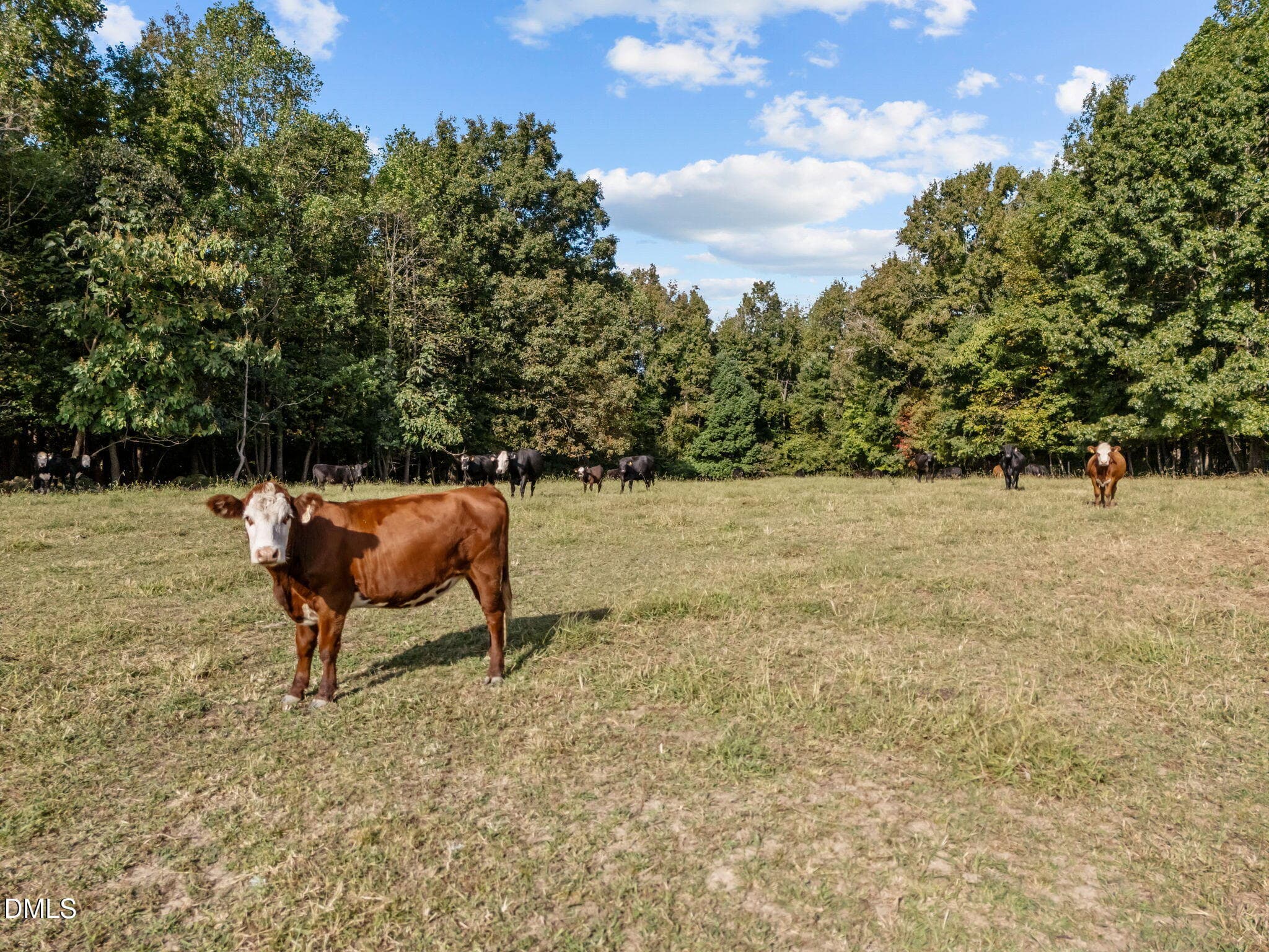 12-web-or-mls-DJI_20250924095304_0013_D - 9400 Wheelers Church Road, Hurdle Mills, NC 27541