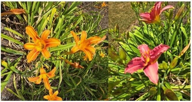 Day Lilies - 109 Solstice Drive, Haw River, NC 27258, Haw River