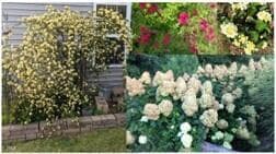 Flowering plants - 109 Solstice Drive, Haw River, NC 27258, Haw River