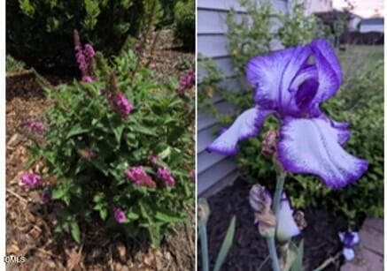 Butter fly bush and purple Iris - 109 Solstice Drive, Haw River, NC 27258, Haw River