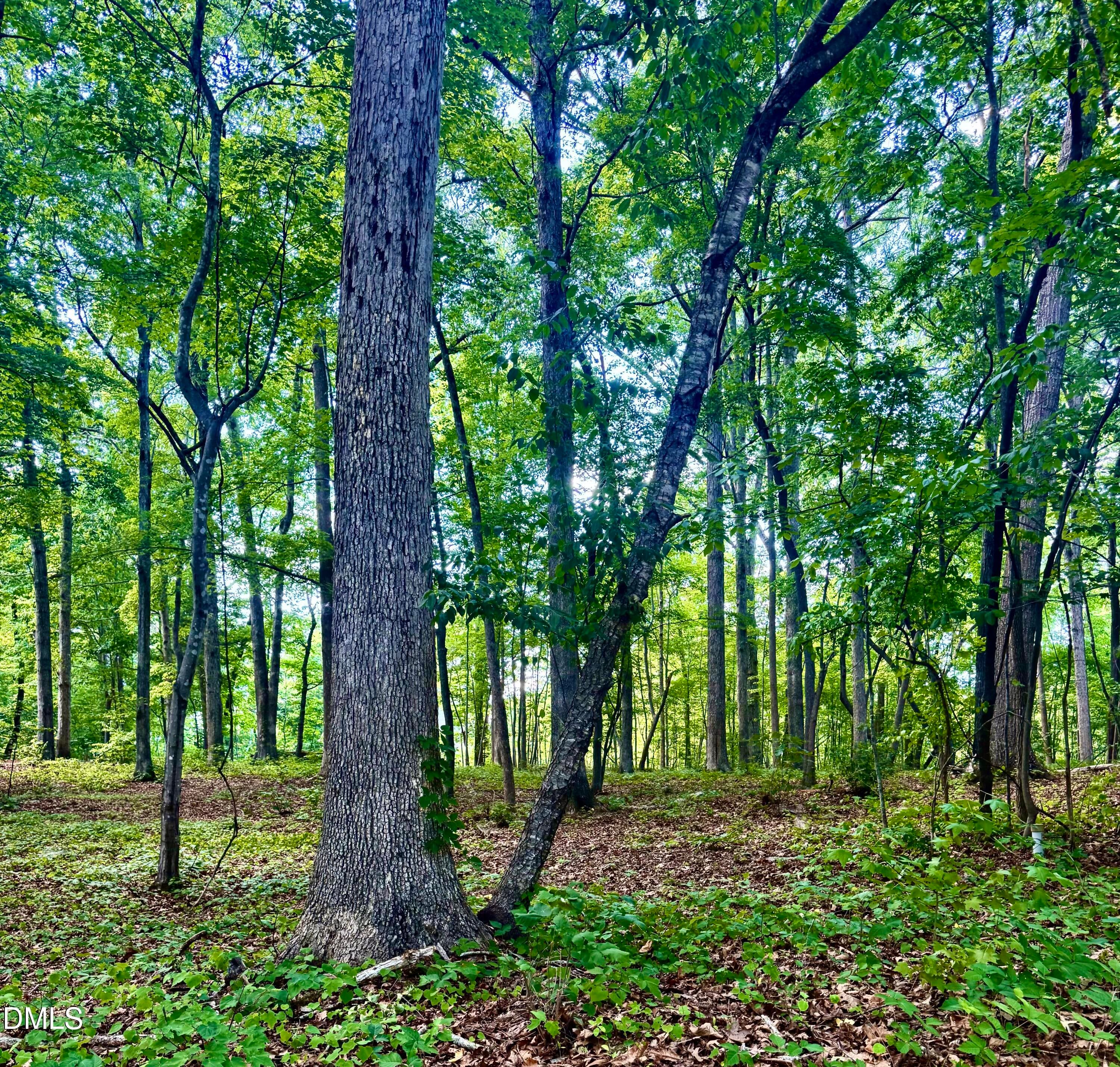 IMG_5571 - 604 Appaloosa Trail, Bahama, NC 27503, Bahama