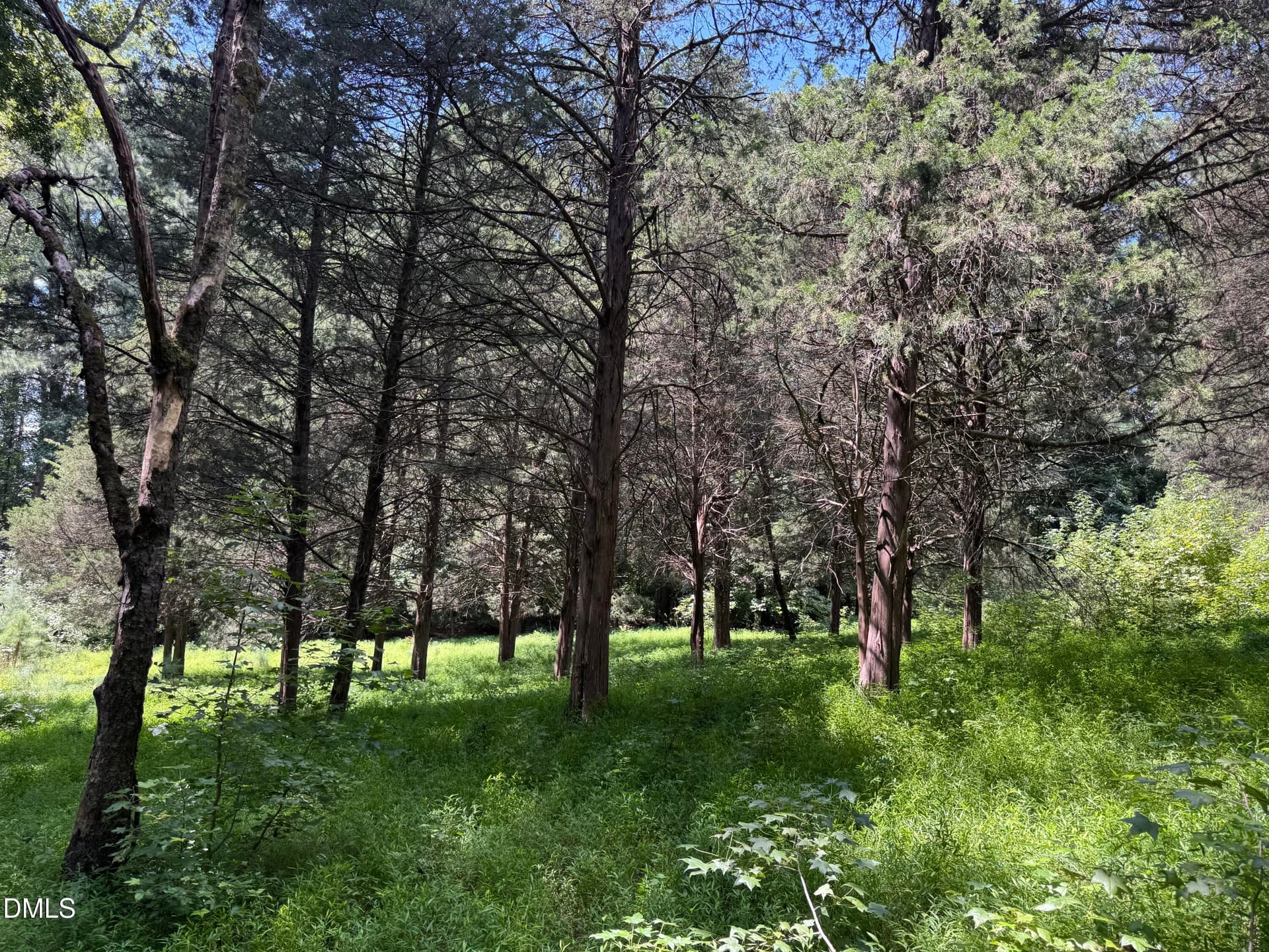 4.04 acres Hwy 70 - grove of cedar trees - 2839 E Us 70 Highway, Durham, NC 27703