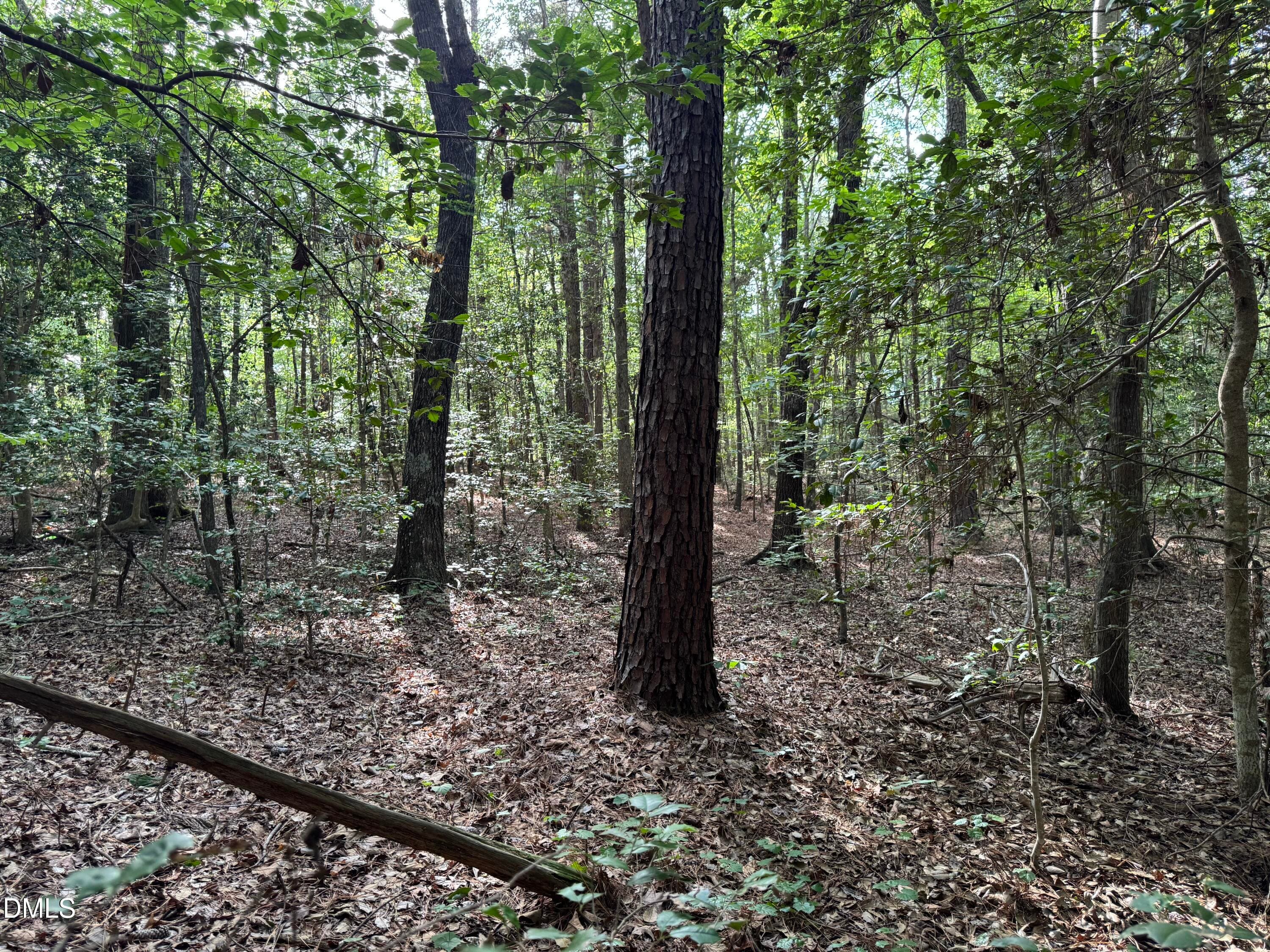 Mature Timber and Woodland - Tbd Alton Road, Eagle Springs, NC 27242