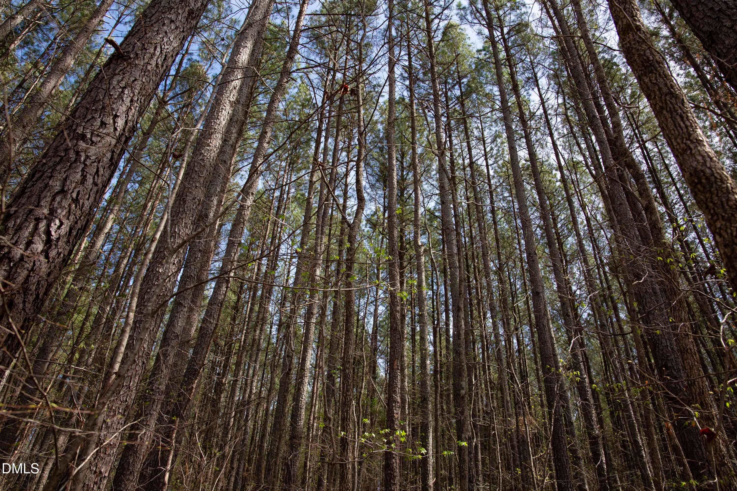 Doll Branch Road 32 - 000 Doll Branch Road, Milton, NC 27305