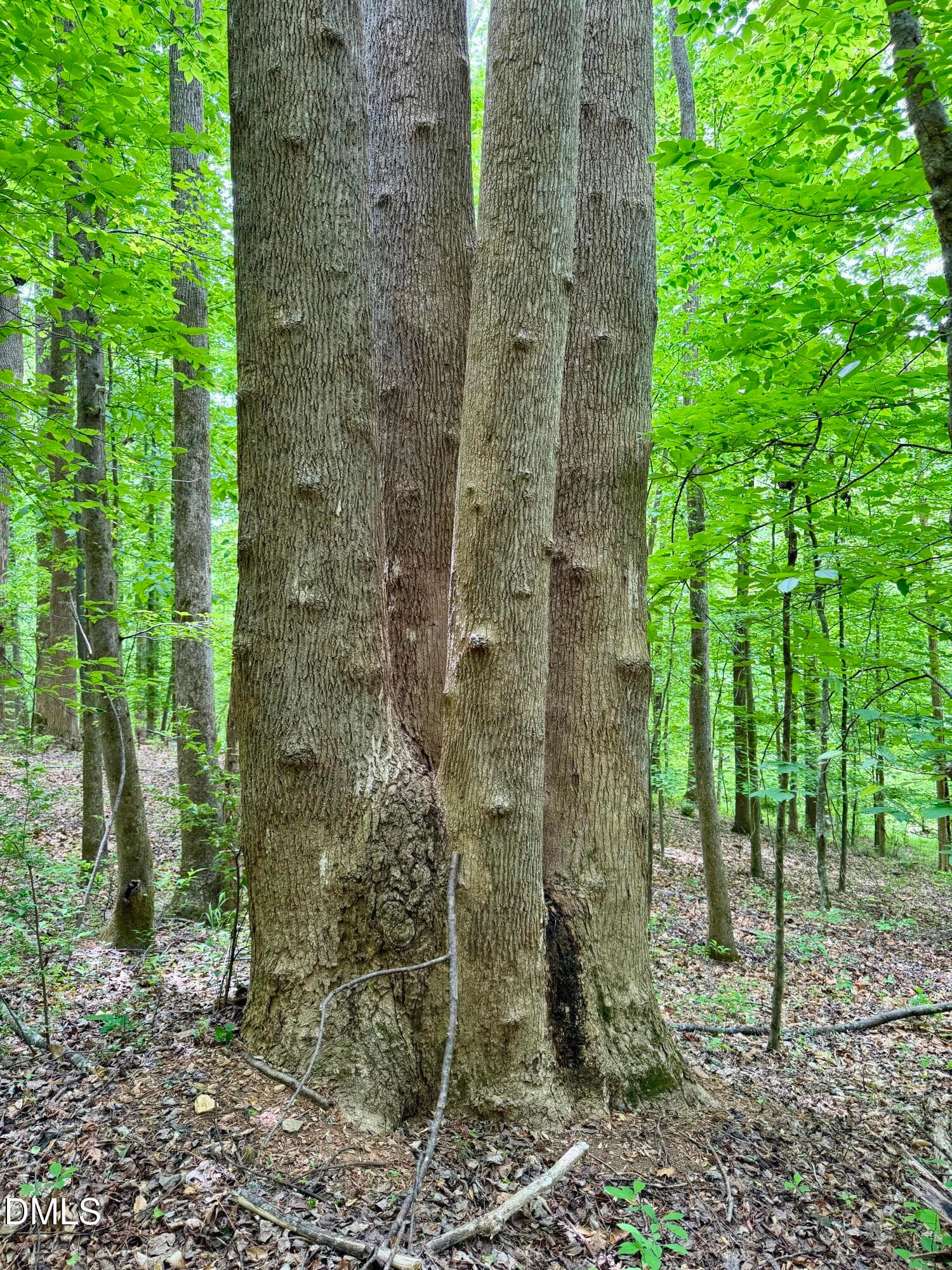 1025 Dairyland Rd. - 4 poplars growing f - 1025 Dairyland Road, Chapel Hill, NC 27516, Chapel Hill