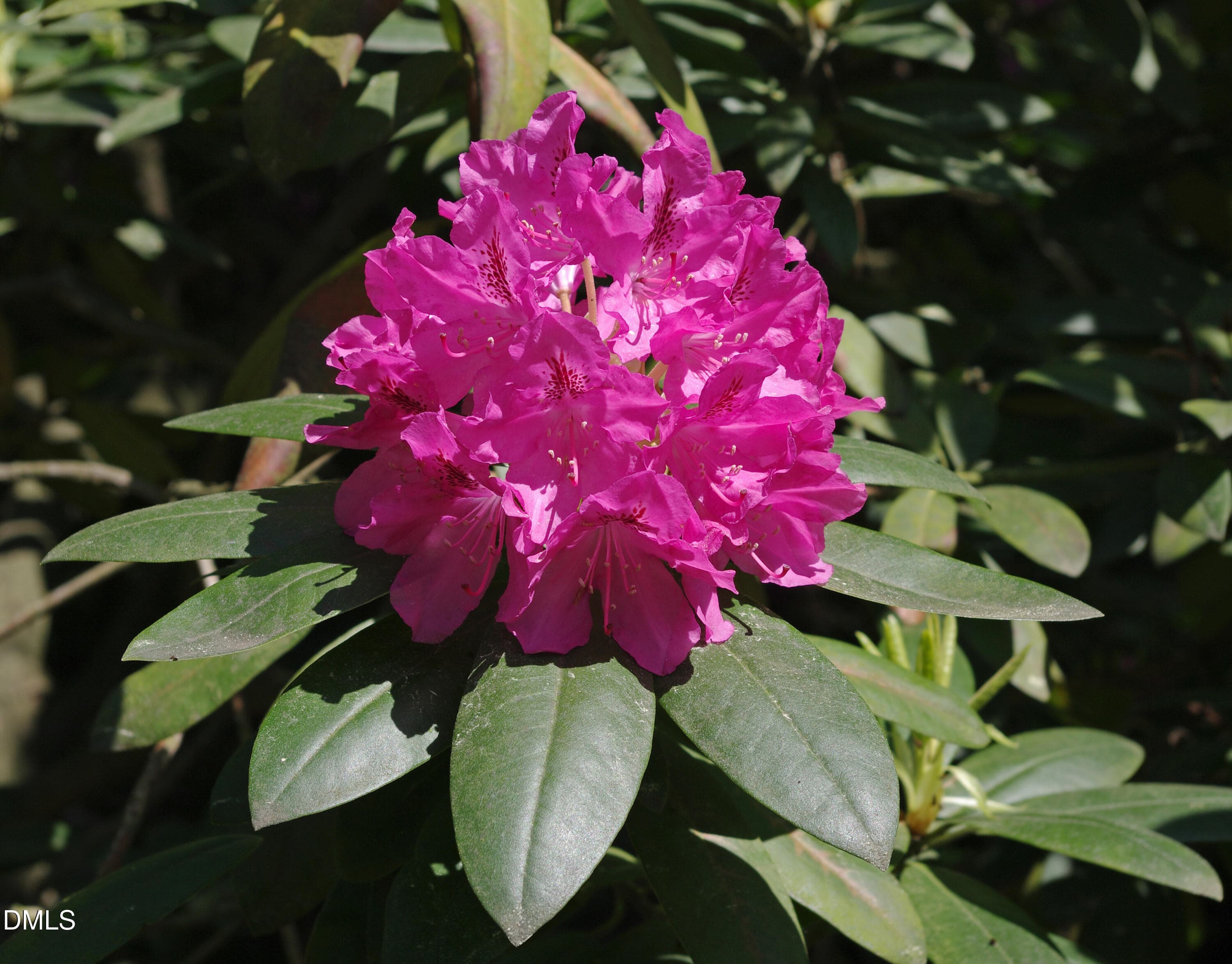 Rhododendron_catawbiense - 9278 Bear Run Lane, Middlesex, NC 27557