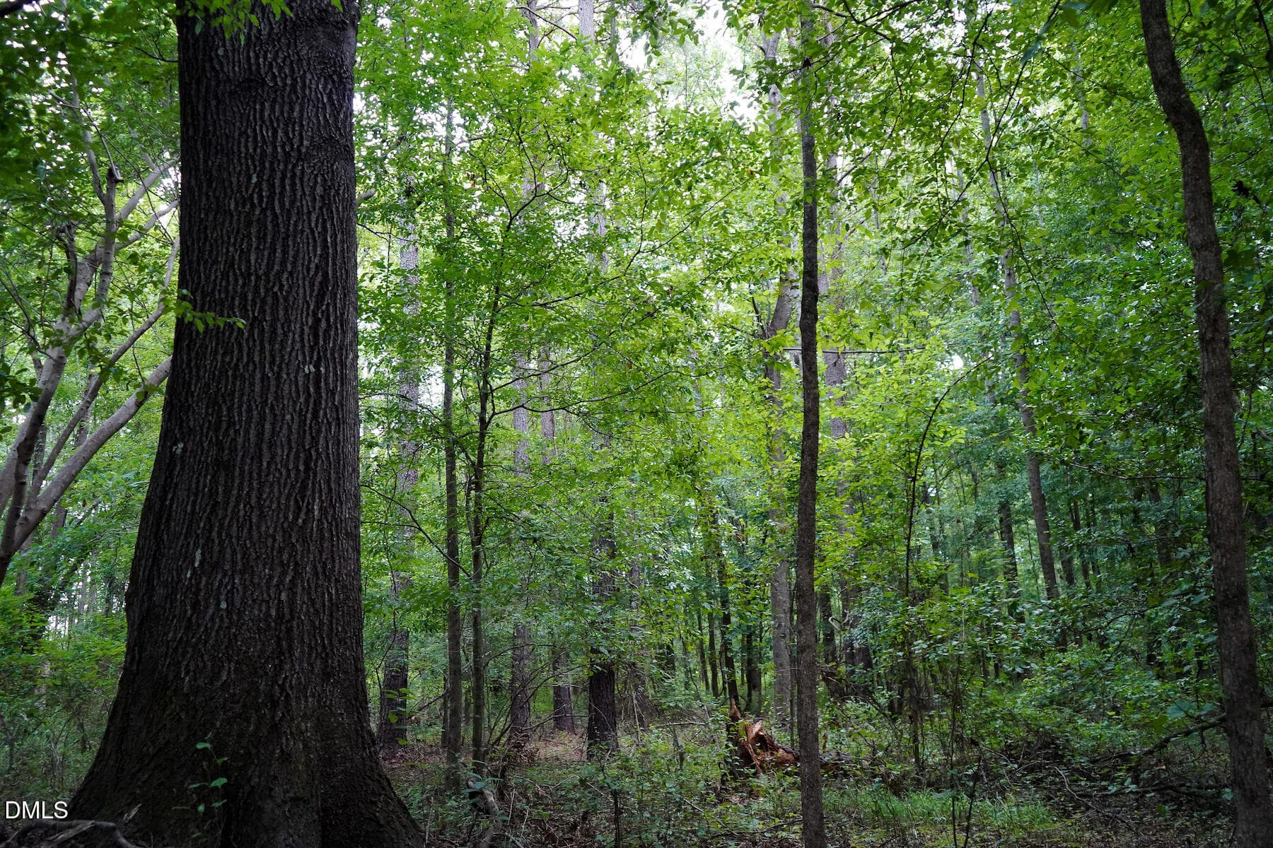 19 Paras 19.3 Acres Bunnlevel Erwin Rd - 19.2 Acres Bunnlevel Erwin Road, Erwin, NC 28339