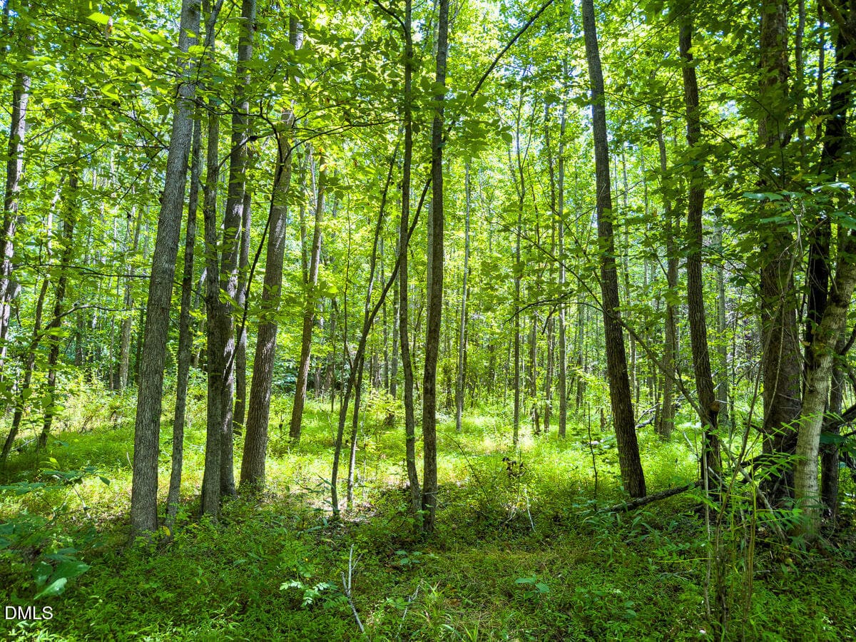 Caswell Co. NC 49.36-COA-Lot3-046 - 0 Park Springs Road, Ruffin, NC 27326