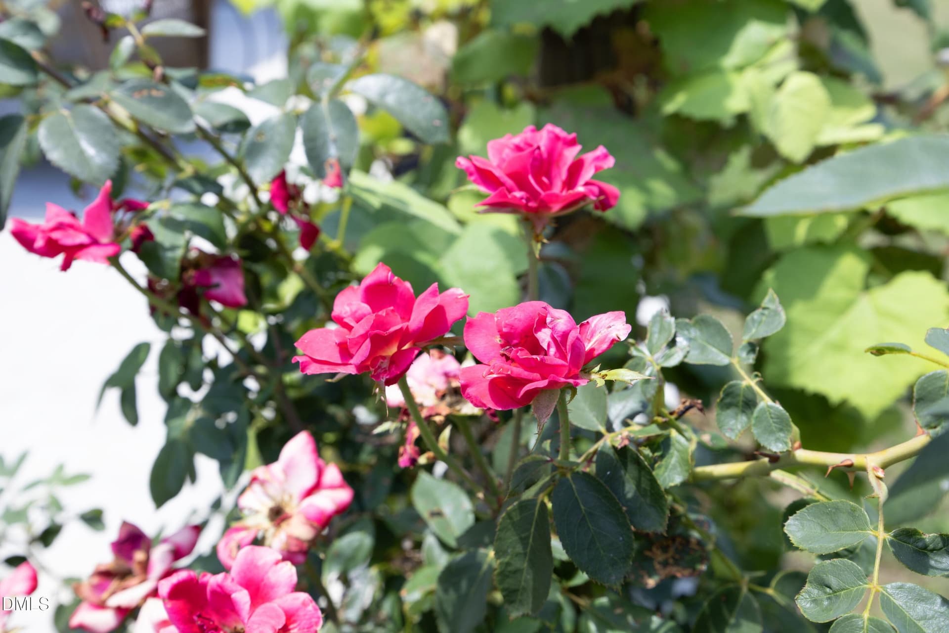 Plant Your Favorite Plants! - 1173 Hodgson Lane, Fuquay Varina, NC 27526