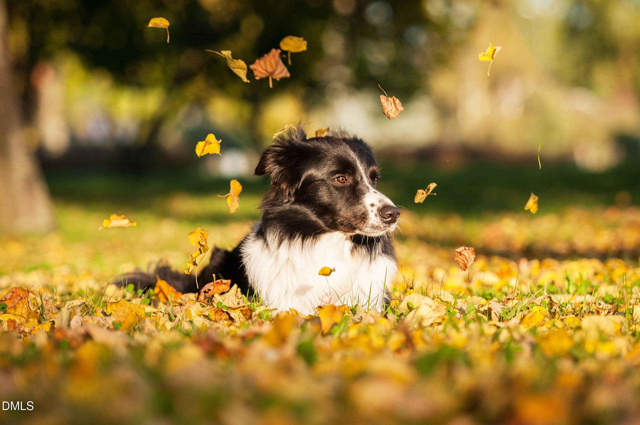 Dog_Fall_Lifestyle_Dog_Fall_Lifestyle_fd - 527 Hedrick Rdg Road, Cary, NC 27519, Cary